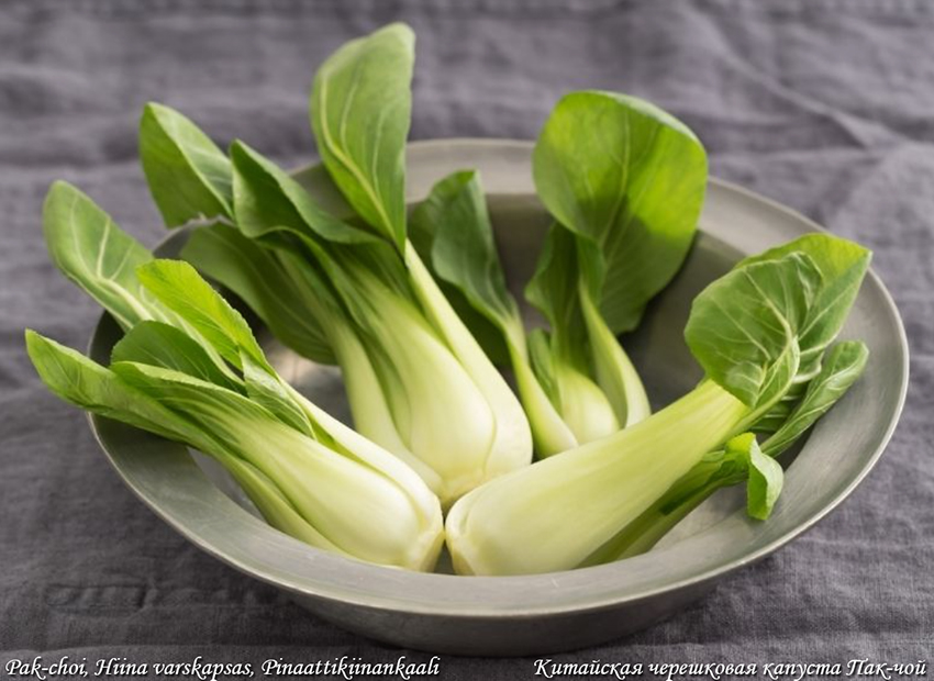 Hiina varskapsas Pak Tsoi, Cabbage Pak-Choi